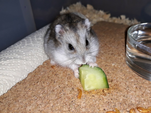 Hamsterhilfe Südwest Zwerghamster