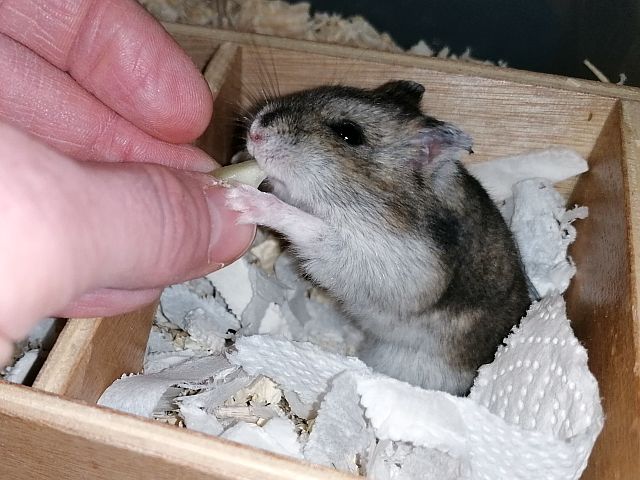 Hamsterhilfe Südwest