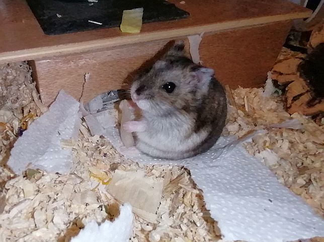 Hamsterhilfe Südwest