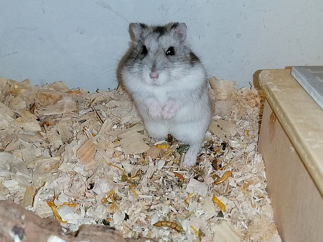 Hamsterhilfe Südwest