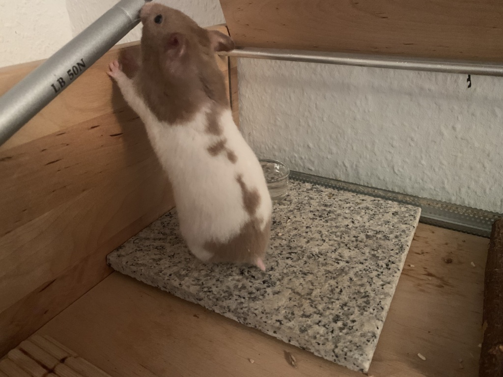 Hamsterhilfe Südwest Enola
