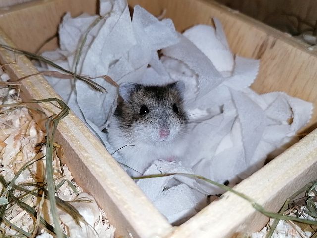 Zwerghamster im Nest