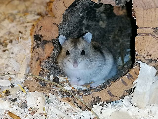 Zwerhamster in einer Korkröhre