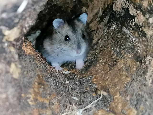 Zwerhamster in einer Korkröhre