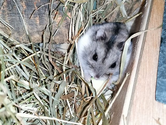 Hamsterhilfe Südwest