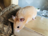 Hermes Goldhamster Hamsterhilfe Südwest Pflegestelle Bruchköbel