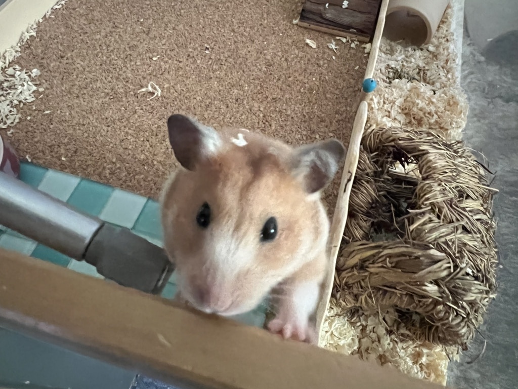 Hamsterhilfe Südwest Frances
