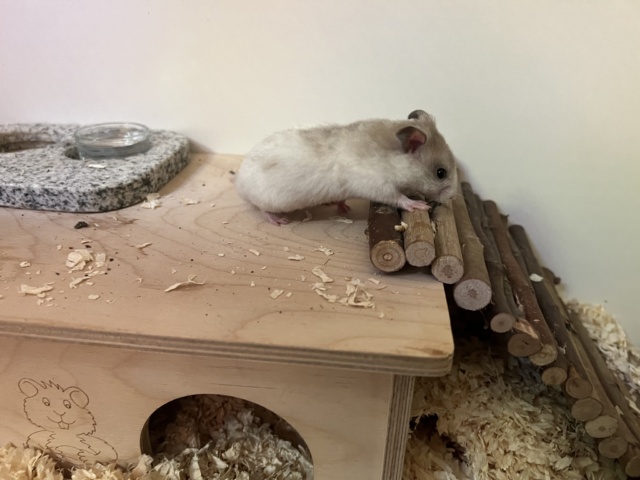 Hamsterhilfe Südwest Foster