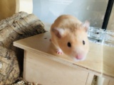 Hermes Goldhamster Hamsterhilfe Südwest Pflegestelle Bruchköbel
