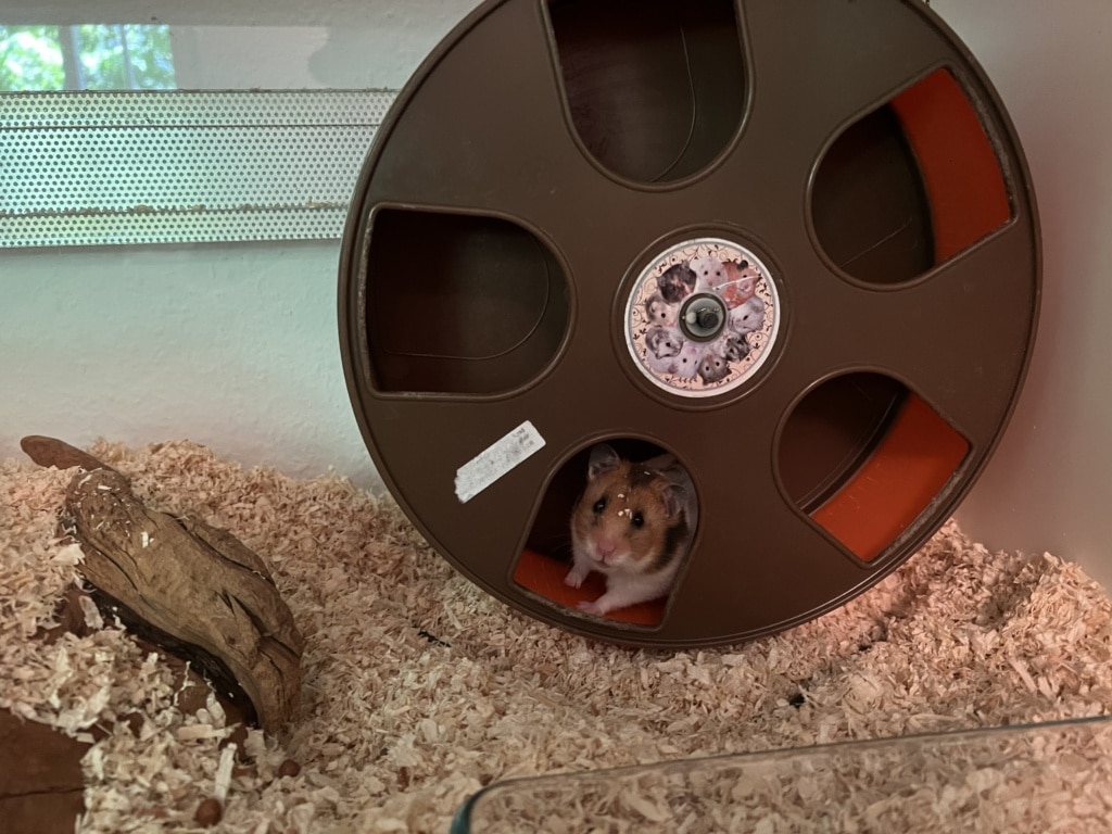Hamsterhilfe Südwest Francine