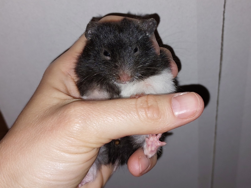 Goldhamster Hamsterhilfe Südwest