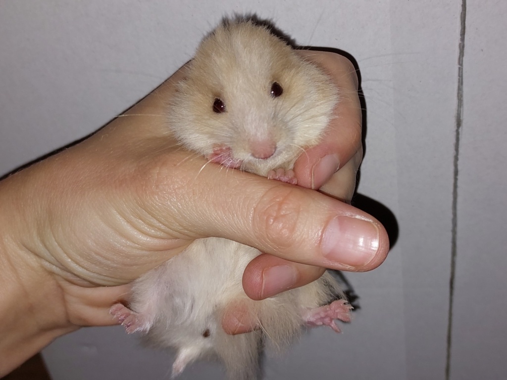 Goldhamster Hamsterhilfe Südwest
