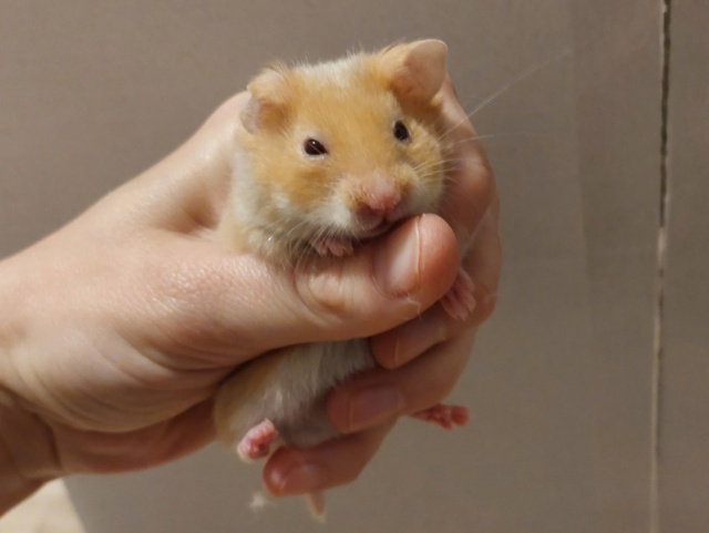 Hamsterhilfe Südwest Goldhamster