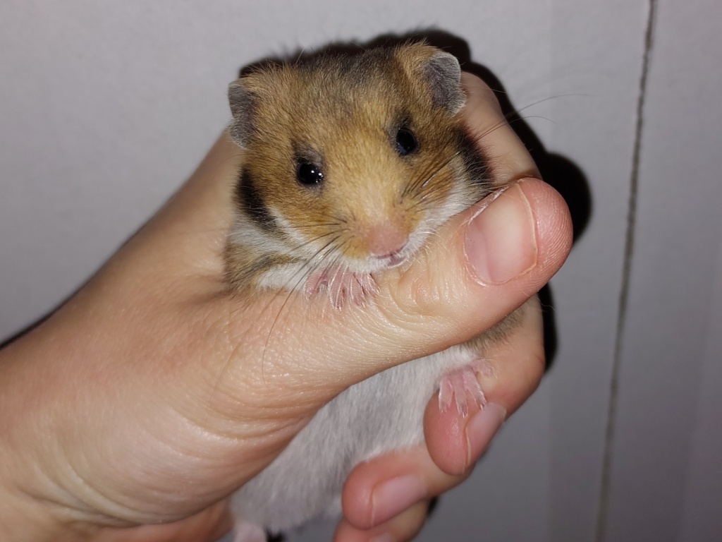 Goldhamster Hamsterhilfe Südwest
