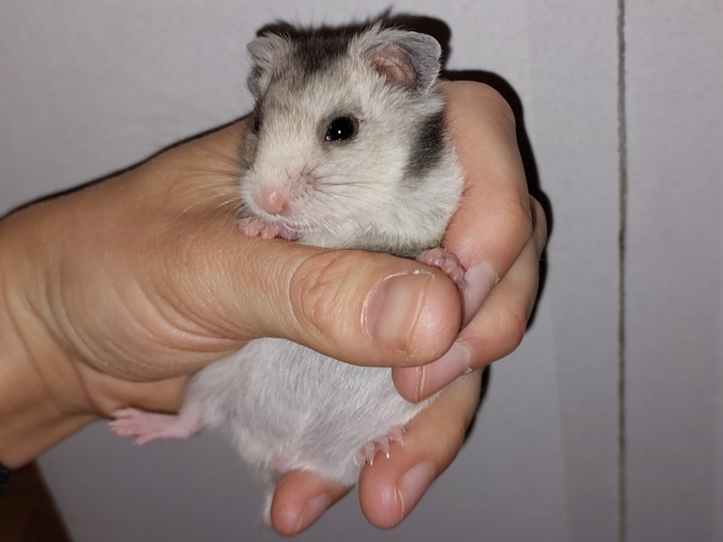 Goldhamster Hamsterhilfe Südwest