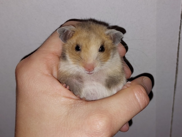 Goldhamster Hamsterhilfe Südwest