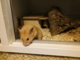 Hermes Goldhamster Hamsterhilfe Südwest Pflegestelle Bruchköbel