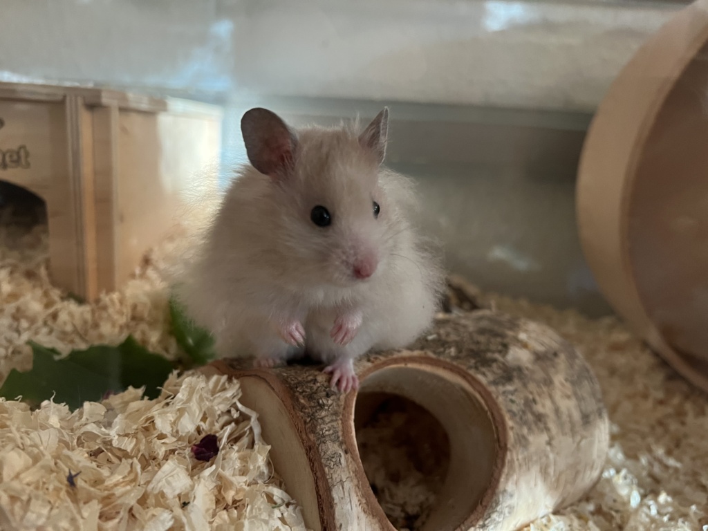 Hamsterhilfe Südwest Fabiolo