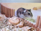 Flip Zwerghamster Hybrid Hamsterhilfe Südwest Pflegestelle Bruchköbel