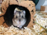 Flip Zwerghamster Hybrid Hamsterhilfe Südwest Pflegestelle Bruchköbel