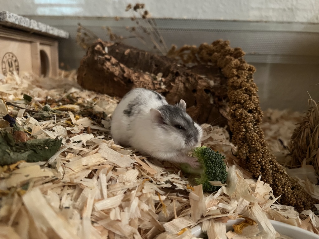 Hamsterhilfe Südwest Nuspli