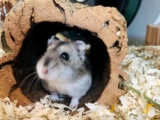 Flip Zwerghamster Hybrid Hamsterhilfe Südwest Pflegestelle Bruchköbel