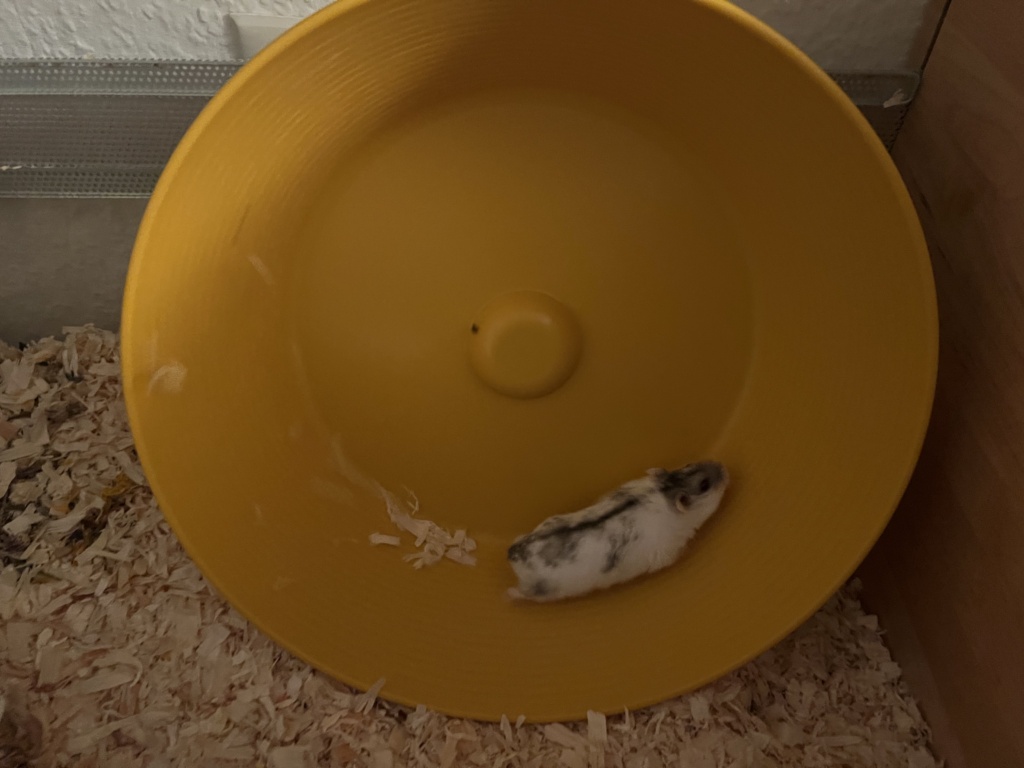 Hamsterhilfe Südwest Nuspli