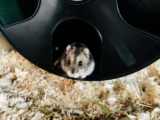 Flip Zwerghamster Hybrid Hamsterhilfe Südwest Pflegestelle Bruchköbel