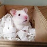 Goldhamster Weiss Mit Roten Augen In Seinem Nest