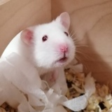 Goldhamster Weiß Mit Roten Augen