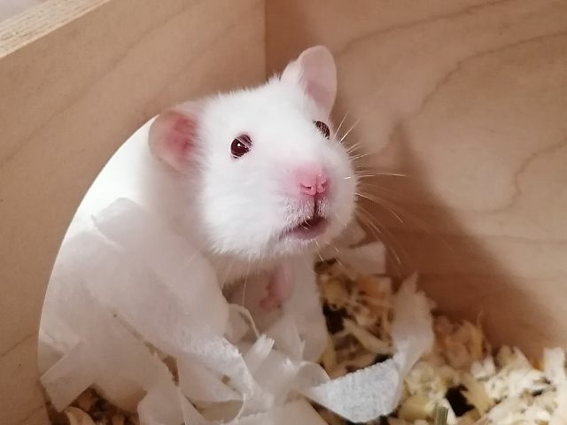Goldhamster weiß mit roten AUgen