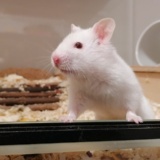 Hamsterhilfe Südwest Goldhamster Re White