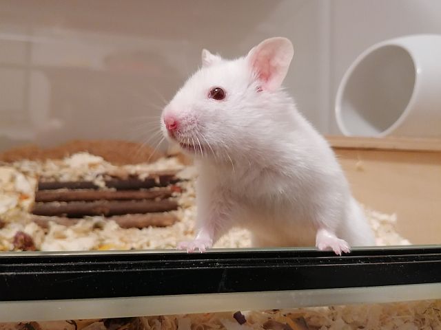 Hamsterhilfe Südwest Goldhamster RE White