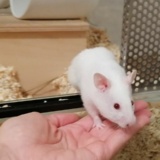 Hamsterhilfe Südwest Goldhamster Re White