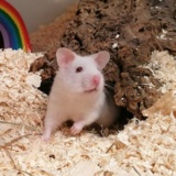 Hamsterhilfe Südwest Goldhamster Re White