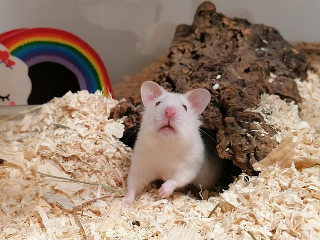 Hamsterhilfe Südwest Goldhamster RE White