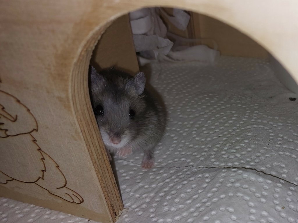 Zwerghamster Hamsterhilfe Südwest