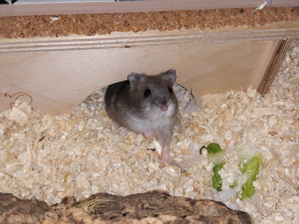 Zwerghamster Hamsterhilfe Südwest