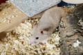 Roseanne Goldhamster Hamsterhilfe Südwest Pflegestelle Bruchköbel