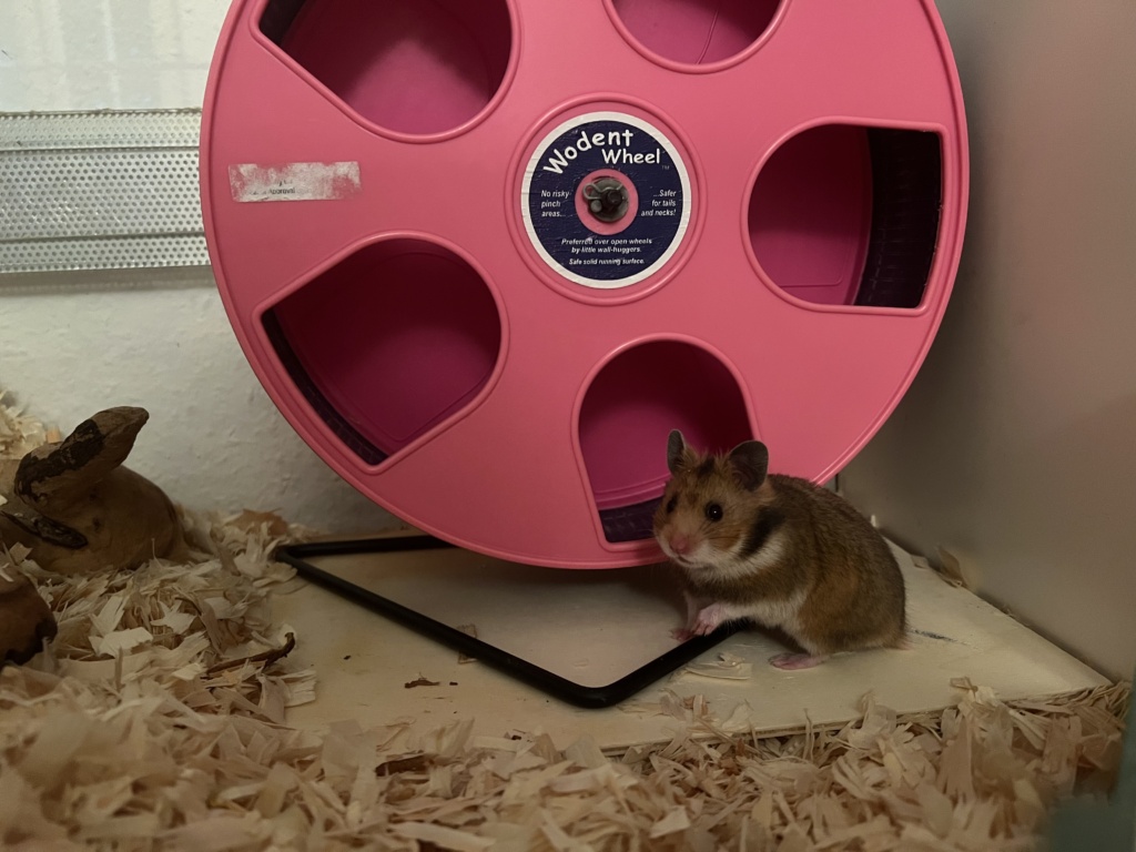 Hamsterhilfe Südwest Rosie