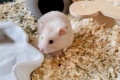 Roseanne Goldhamster Hamsterhilfe Südwest Pflegestelle Bruchköbel