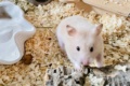 Roseanne Goldhamster Hamsterhilfe Südwest Pflegestelle Bruchköbel