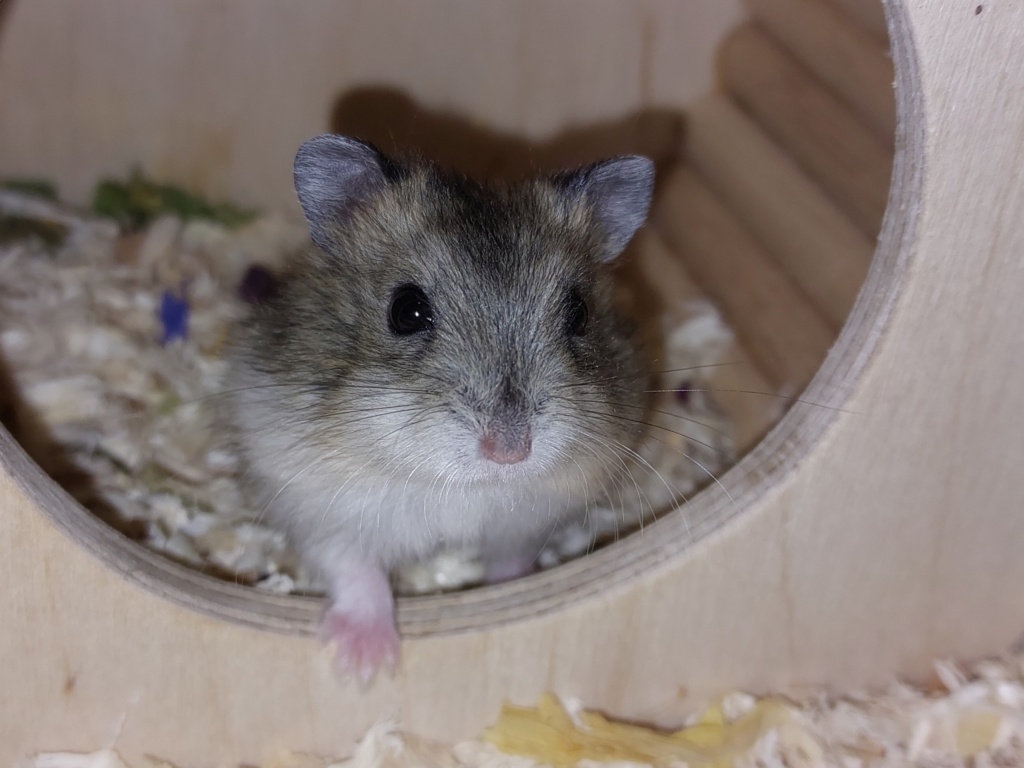 Zwerghamster Hamsterhilfe Südwest