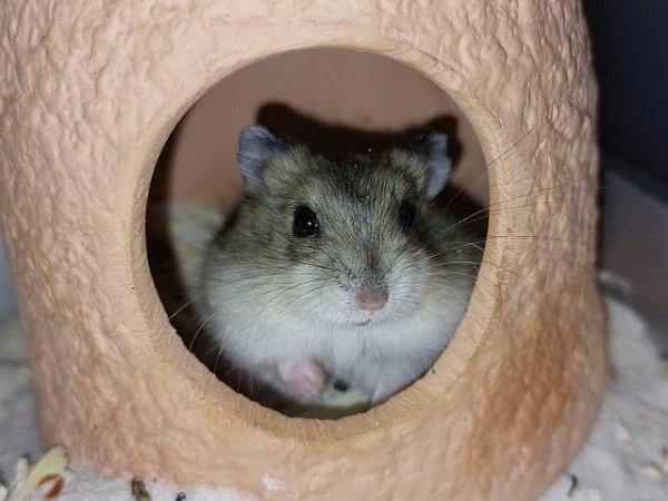 Zwerhamster in Teracotta-Versteck Hamsterhilfe Südwest