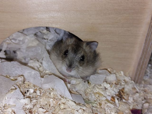Zwerghamster Hamsterhilfe Südwest