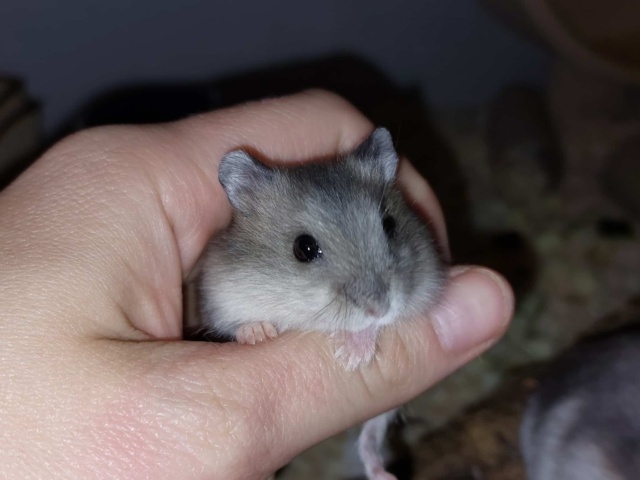 Zwerghamster Hamsterhilfe Südwest