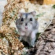 Shawn Dsungaren-Hybrid Zwerghamster Hamsterhilfe Südwest Pflegestelle Bruchköbel