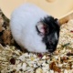 Elias Goldhamster Hamsterhilfe Südwest Pflegestelle Bruchköbel