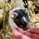 Elias Goldhamster Hamsterhilfe Südwest Pflegestelle Bruchköbel