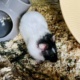 Elias Goldhamster Hamsterhilfe Südwest Pflegestelle Bruchköbel